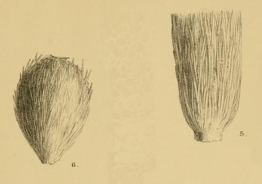 Technitella melo Norman, 1878 Technitella melo Norman, 1878