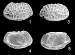 Bradleya pseudonormani Ramos, Coimbra & Whatley, 2009: Holotype (Ilustration from the original description)
