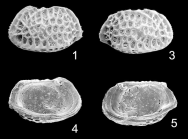 Holotype of Bradleya pseudonormani Ramos, Coimbra & Whatley, 2009 (Ilustration from the original description)