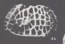 Bradleya rheingantzi Sanguinetti, 1979: Holotype (Ilustration from the original description)