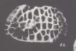 Bradleya rheingantzi Sanguinetti, 1979: Holotype (Ilustration from the original description)