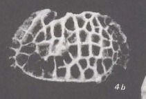 Holotype of Bradleya rheingantzi Sanguinetti, 1979 (Ilustration from the original description)