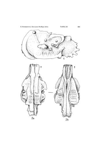 Holotype of Bradleya rostrata Pietrzeniuk, 1965 (Ilustration from the original description)