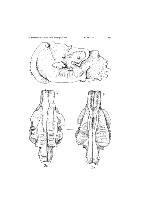 Holotype of Bradleya rostrata Pietrzeniuk, 1965 (Ilustration from the original description)