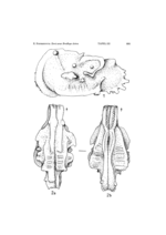 Holotype of Bradleya rostrata Pietrzeniuk, 1965 (Ilustration from the original description)