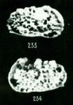 Bradleya sehouensis Apostolescu, 1961: Holotype (Ilustration from the original description)