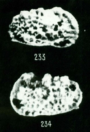 Holotype of Bradleya sehouensis Apostolescu, 1961 (Ilustration from the original description)