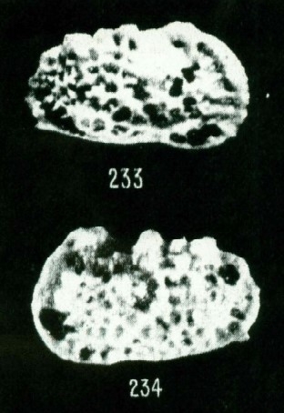 Holotype of Bradleya sehouensis Apostolescu, 1961 (Ilustration from the original description) Holotype of Bradleya sehouensis Apostolescu, 1961 (Ilustration from the original description)