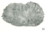 Bradleya sendaiensis Ishizaki, 1966: Holotype (Ilustration from the original description)