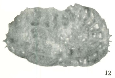 Holotype of Bradleya sendaiensis Ishizaki, 1966 (Ilustration from the original description)