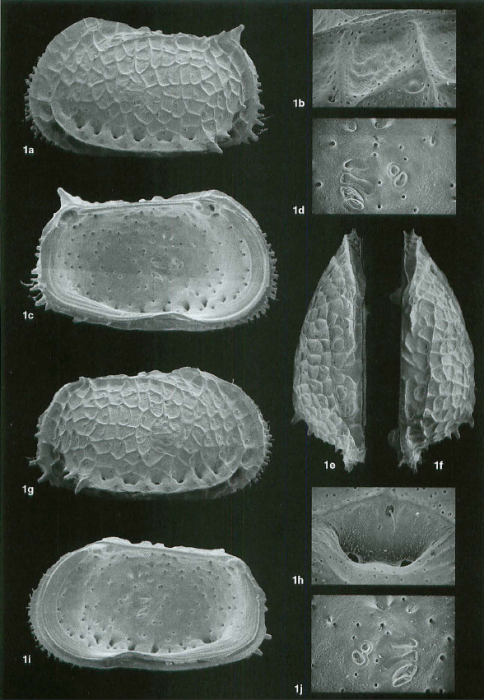 Bradleya silentium Jellinek &amp; Swanson, 2003: Holotype (Ilustration from the original description)