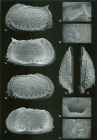 Bradleya silentium Jellinek & Swanson, 2003: Holotype (Ilustration from the original description)
