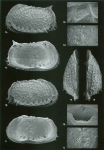 Bradleya silentium Jellinek & Swanson, 2003: Holotype (Ilustration from the original description)