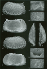 Holotype of Bradleya silentium Jellinek & Swanson, 2003 (Ilustration from the original description)