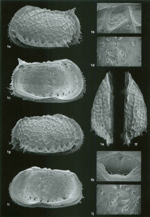 Holotype of Bradleya silentium Jellinek & Swanson, 2003 (Ilustration from the original description)