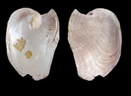 Melanochlamys diomedea (Bergh, 1894) - Iceland W, 6.8 x4.9 mm