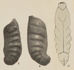 Cristellaria saundersi Hanna & Hanna, 1924