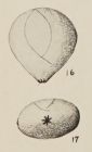 Polymorphina landesi Hanna & Hanna, 1924