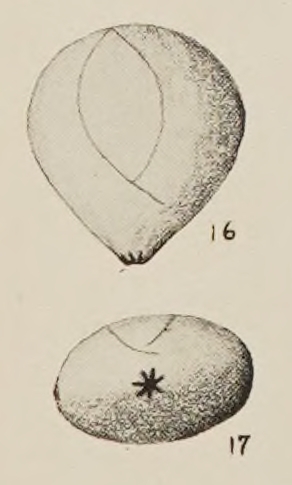 Polymorphina landesi Hanna & Hanna, 1924 Polymorphina landesi Hanna & Hanna, 1924