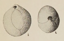 Quinqueloculina globosa Hanna & Hanna, 1924