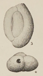 Quinqueloculina goodspeedi Hanna & Hanna, 1924