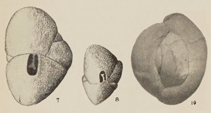 Quinqueloculina imperialis Hanna & Hanna, 1924