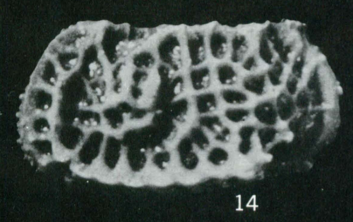 Holotype of Bradleya tongaensis Hazel & Holden, 1971 (Ilustration from the original description)