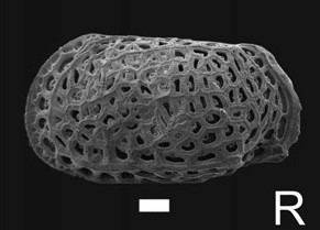 Holotype of Bradleya ybate Bergue, Brandao & Zerfass, 2019 (Ilustration from the original description)