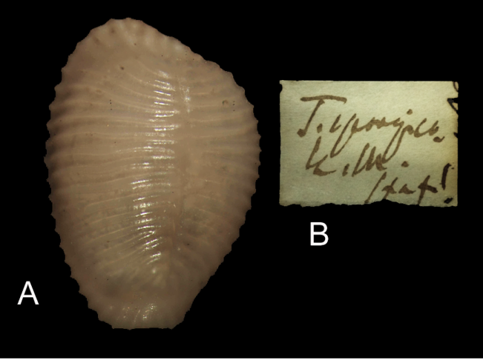 Trivia spongicola Monterosato, 1923 Trivia spongicola Monterosato, 1923