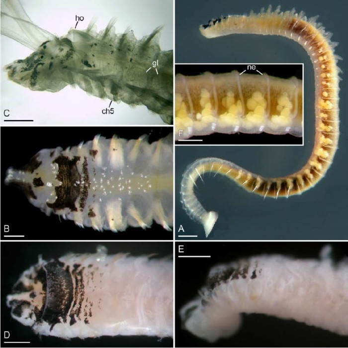 Pseudopolydora rosebelae Pseudopolydora rosebelae