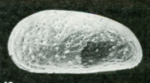 Hemicyprideis helvetica Carbonnel, G.,1972