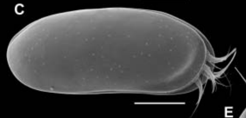 Holotype of Paranacypris samambaiensis Higuti, Meisch & Martens, 2009