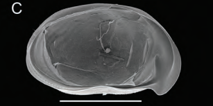 Holotype of Bennelongia bidgelangensis Martens, Halse & Schön, 2012