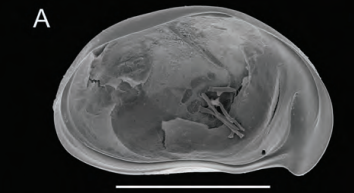 Holotype of Bennelongia coondinerensis Martens, Halse & Schön, 2012