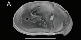 Holotype of Bennelongia cuensis Martens, Halse & Schön, 2012