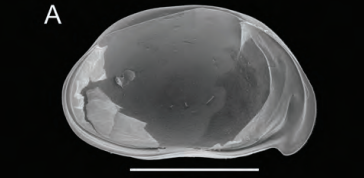 Allotype of Bennelongia strellyensis Martens, Halse & Schön, 2012