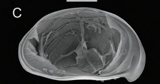 Holotype of Bennelongia kimberleyensis Martens, Halse & Schön, 2012