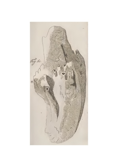 Alcyonium papillosum Pallas, 1766 Alcyonium papillosum Pallas, 1766