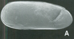 Holotype of Darwinula inversa Martens & Rosseti, 1997