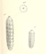 Uvigerina (Sagrina) raphanus Parker & Jones, 1865