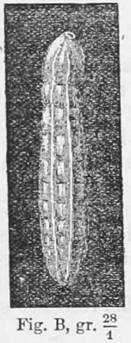 Siphogenerina costata Schlumberger, 1883 Siphogenerina costata Schlumberger, 1883
