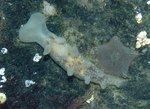 Nudibranchia