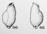 Articulina ampulla Le Calvez, 1947