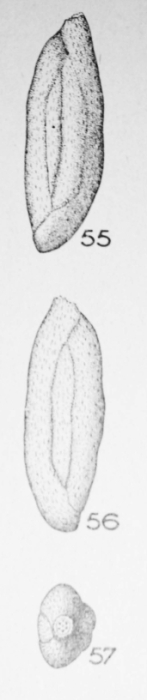 Miliola rostrata (Terquem, 1882)