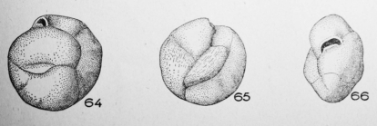 Quinqueloculina abnormis Terquem Em. Le Calvez, 1947