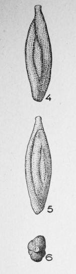 Quinqueloculina birostris (Lamarck, 1804)