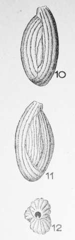 Quinqueloculina crassicostata Terquem Em. Le Calvez, 1947