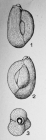 Quinqueloculina grignonensis Le Calvez, 1947