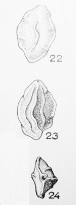 Quinqueloculina hexacostata Le Calvez, 1947