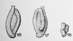 Quinqueloculina pertusa Terquem Em. Le Calvez, 1947